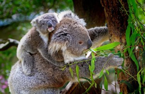 Wissenswertes über Australien